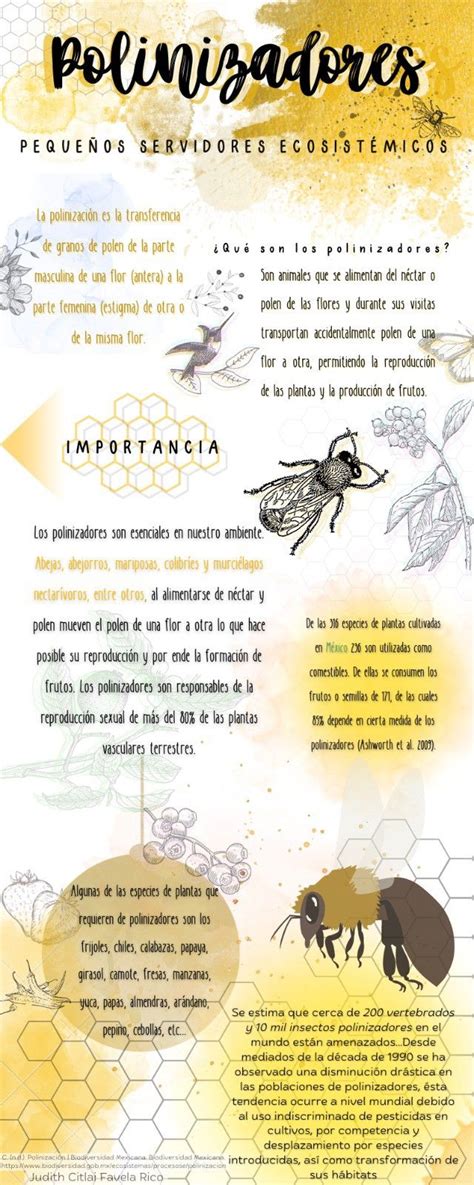 Infografía sobre la polinización de las abejas
