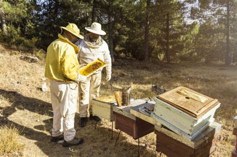 Equipo de protección para apicultores