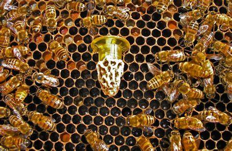 Foto de celdas reales en un panal