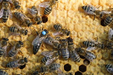 Abeja reina rodeada de obreras en el panal