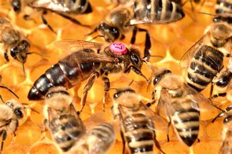 Foto de una abeja reina italiana