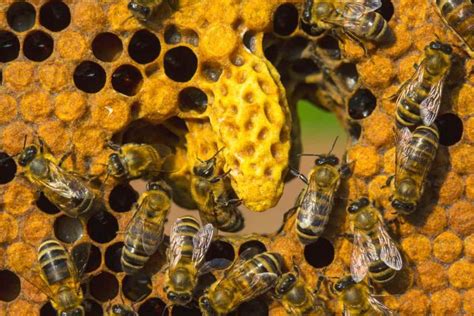 Foto de un núcleo de fecundación de abejas