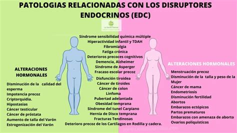 Infografía comparativa sobre los efectos de los disruptores endocrinos en el equilibrio hormonal femenino y masculino.
