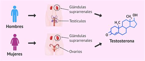 Infografía: Impacto del Clomid en la producción de testosterona y espermatozoides