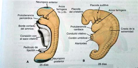 Fotomicrografía de barrido de la cabeza de un embrión de rata mostrando el neuroporo craneal.