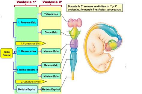 Esquema sagital de un embrión que muestra las vesículas cerebrales primarias y secundarias.