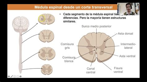 Corte transversal de la médula espinal embrionaria mostrando las distintas capas: zona ventricular, zona del manto y zona marginal.