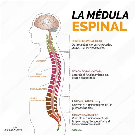 Diagrama que muestra la posición de la médula espinal en el conducto vertebral en diferentes etapas del desarrollo.