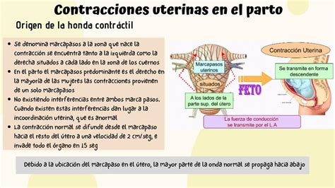 Esquema de las contracciones uterinas y su efecto en el útero