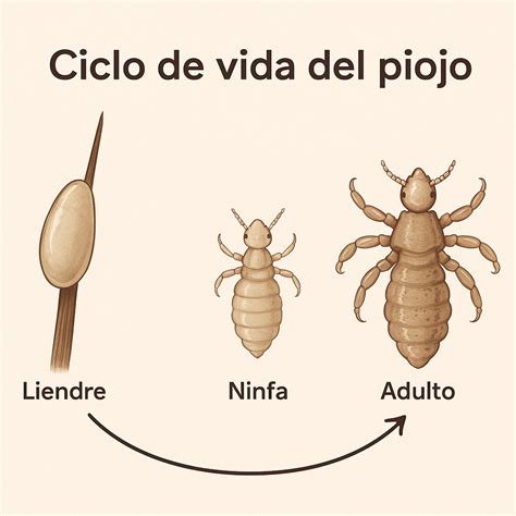 Esquema del ciclo de vida de los piojos