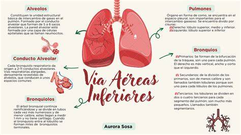Esquema de las vías respiratorias y la acción mucolítica del ambroxol