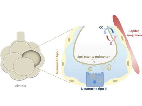 Infografía: Funcionamiento del surfactante pulmonar en el alvéolo