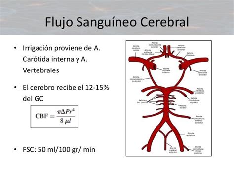 Diagrama de flujo sanguíneo cerebral fetal con y sin betametasona