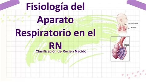 Diagrama del sistema respiratorio de un recién nacido, mostrando la anatomía y los patrones de respiración normales.