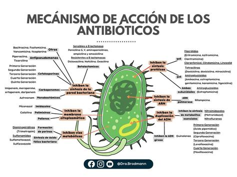 Diagrama del mecanismo de acción de los antibióticos betalactámicos en la pared bacteriana