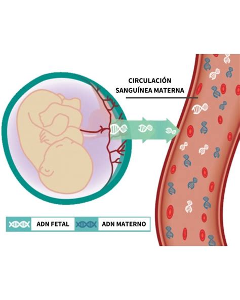 Representación esquemática de la placenta conectada al feto y liberando ADN fetal libre en la circulación materna.