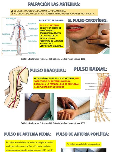 Instrucciones visuales para la palpación del pulso carotídeo en un niño.