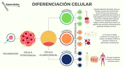 Esquema de las células madre y sus vías de diferenciación