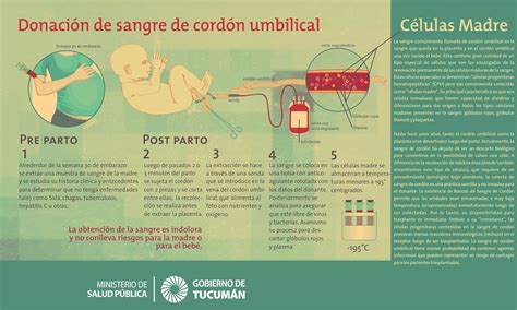 Infografía detallando el proceso de extracción y procesamiento de la sangre de cordón umbilical.