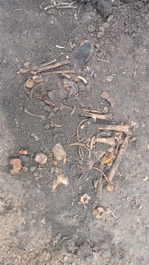 infografía detallando los elementos encontrados en la vivienda: equipo de cultivo de marihuana, transformadores, extractores, enganche ilegal de luz