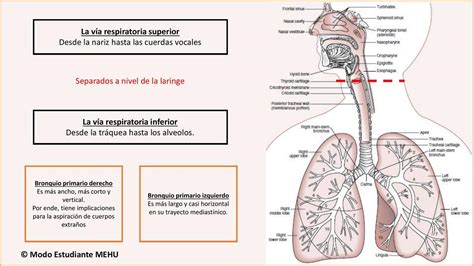 Esquema de las vías respiratorias superiores e inferiores y la producción de moco