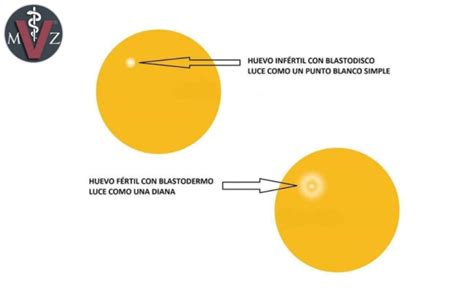 Diagrama comparativo del blastodermo de un huevo fértil y el blastodisco de un huevo infértil, destacando sus diferencias morfológicas.