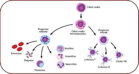 Diagrama mostrando la diferenciación de células madre hematopoyéticas y mesenquimales