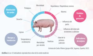 Esquema de las causas de la mortalidad embrionaria en cerdas