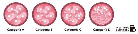 Tabla comparativa de la clasificación de embriones tipo A, B, C y D