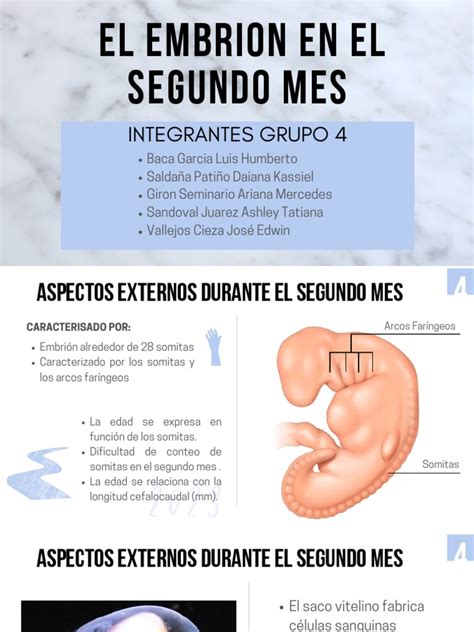 Cronología esquemática del desarrollo del embrión mes a mes, destacando la formación de órganos principales