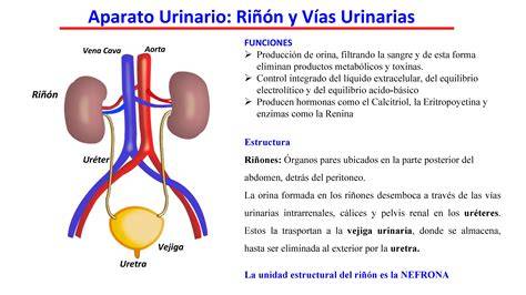 Esquema de las funciones renales