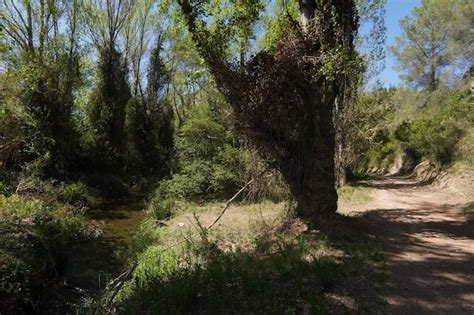 Sendero señalizado a lo largo del río Cigüela