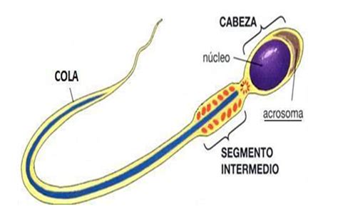 Espermatozoide, célula sexual masculina