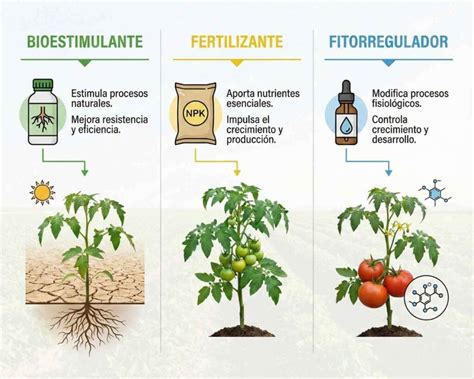 Ilustración del efecto de los bioestimulantes en la raíz de las plantas