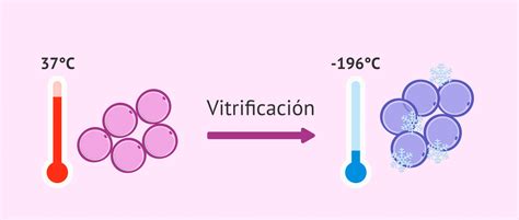 Esquema explicativo de la vitrificación embrionaria versus la congelación lenta, mostrando la formación o ausencia de cristales de hielo.