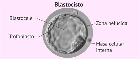 Microfotografía de un blastocisto expandido