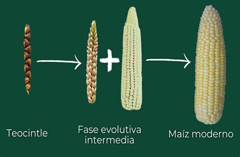 Teosinte, el antepasado silvestre del maíz.