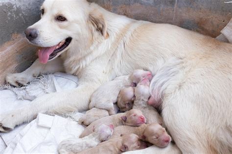 Esquema de cachorro recién nacido mamando de una tetina específica para perros