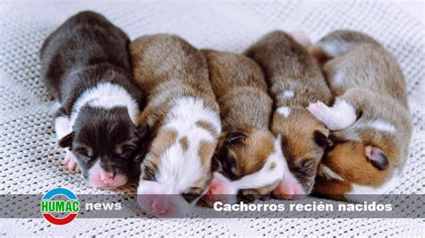 Infografía: Temperaturas ideales para el nido de cachorros recién nacidos por semanas