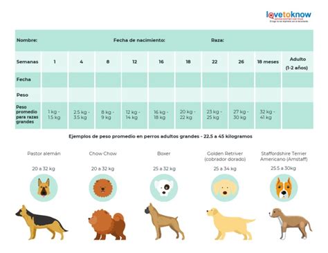 Esquema mostrando la posición correcta de un cachorro al ser alimentado con biberón