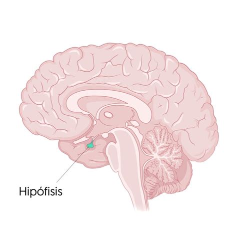 Esquema de la glándula hipofisaria y su ubicación en el cerebro