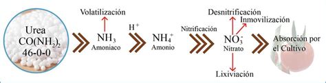 Diagrama que muestra la conversión de urea en amonio y luego en nitrato en el suelo, y las posibles pérdidas por volatilización o lixiviación.