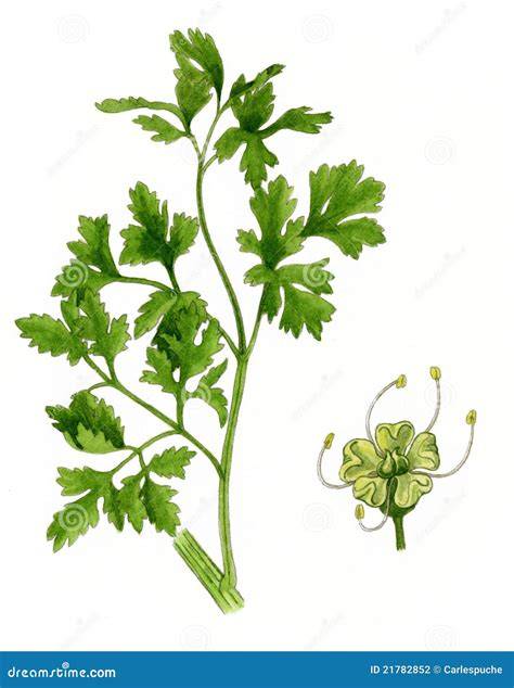 Ilustración botánica detallada del perejil (Petroselinum crispum) con sus hojas, tallos y flores