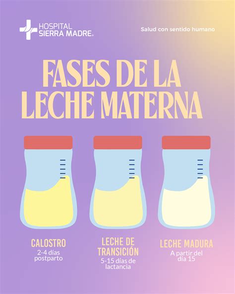 Esquema de las fases de la leche materna: calostro, leche de transición y leche madura