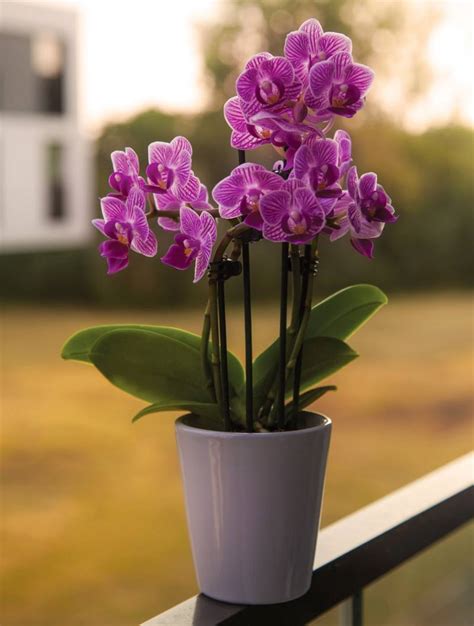 Esquema de un gotero de fertilizante en una maceta con orquídea
