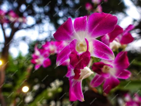 Foto de orquídeas en plena floración