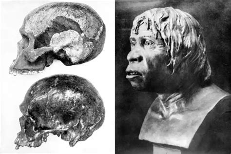 Craneo del niño de Taung, un importante hallazgo para la antropología física.