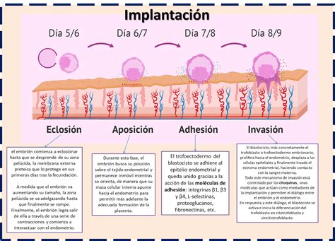 Infografía: Proceso de implantación embrionaria en el útero