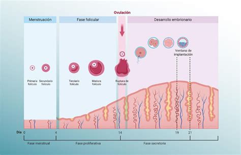 Ilustración: Factores que influyen en la receptividad endometrial