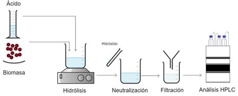 Esquema del proceso de hidrólisis de almidón en cereales
